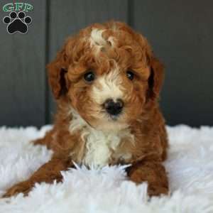 Blaze, Miniature Poodle Puppy